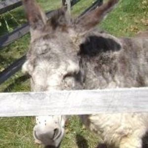 Meet your Posher, Lynn